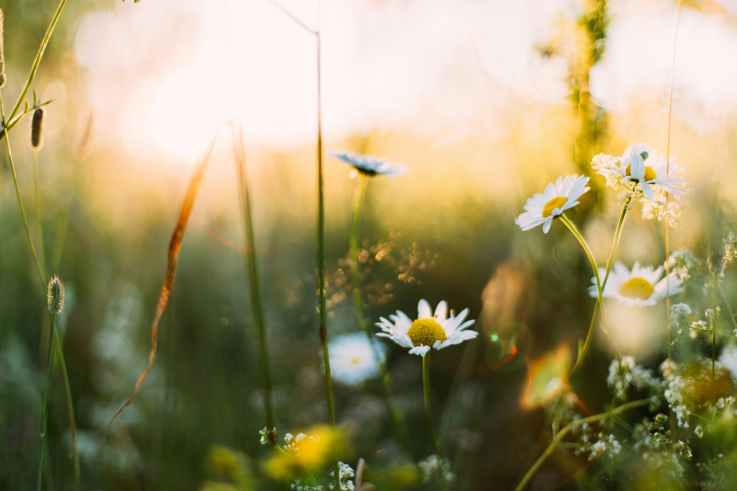 Midsummer break in Finland